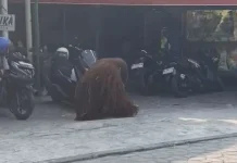 Viral Orang Utan Lepas Sampai Permukiman, GM Solo Safari Minta Maaf