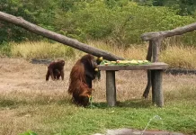 Penjelasan Manajemen Solo Safari, Orang Utan Didi Akali Pengamanan Exhibit
