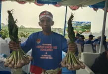 Keunggulan Bawang Tawangmangu Baru Sanggup Panen 15 Ton Hektar