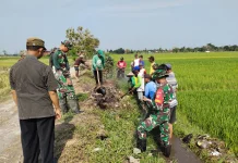 Cegah Hama Padi, Babinsa Juwiring Dampingi Warga Gropyok Tikus