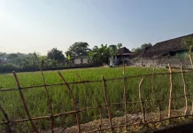 Indahnya Pedesaan dari Hamparan Sawah