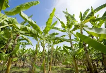 Menanam Pisang dengan Biji atau Harus dengan Tunas