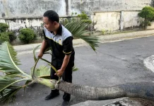 Saat Angin Menguji Kekuatan Pohon