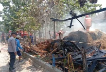 Gegara Diang, Kandang Sapi di Ngrampal Sragen Terbakar, 1 Ekor Sapi Mati Terpanggang