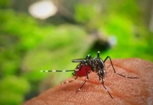Rumah Jauh dari Kebun, Kok Banyak Nyamuk?