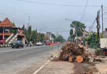 DPRD Soroti Penebangan Pohon dalam Proyek Glowingisasi Jalan Raya Sukowati