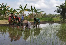 Babinsa Dampingi Petani Tanam Padi, Cek LTT Pompanisasi