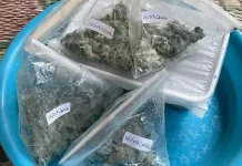 Manfaatkan Pohon Bambu, Petani Karanganyar Bikin Biopestisida Mandiri
