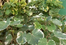 Tanaman Mangkokan Variegata Si Cantik Berdaun Unik Cocok untuk Penghias Rumah