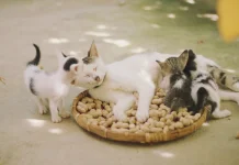 Alasan Kenapa Anak Kucing dalam Satu Kelahiran Berbeda Warna