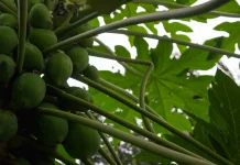Tips Mengolah Daun Pepaya agar Tidak Pait dan Tetap Kaya Manfaat