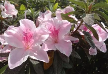 Fakta Unik Bunga Saliyah, Azalea Cantik yang Warna Bunganya Dipengaruhi Suhu