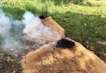 Sekam Bakar Jadi Media Tanam, Petani Muda Tingkatkan Panen Cabai