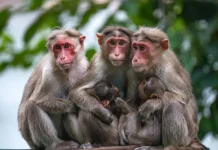 Bukan Hanya Manusia, Monyet juga Punya Rasa Ingin Tahu