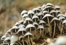 Kenali Fungi, Organisme yang Diam-Diam Penting