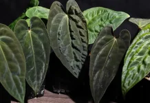 Anthurium Papillilaminum, Si Daun Beludru Eksotis