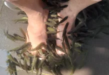 Menikmati Terapi Ikan, Relaksasi Unik di tengah Kesibukan
