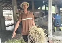 Kemarau Panjang, Warga Lereng Merapi Jual Ternak untuk Beli Rumput-Air Bersih