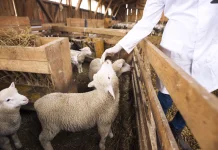 Beternak Domba Dinilai Berpeluang Jadi Usaha Menguntungkan