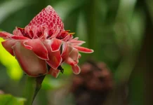 Khasiat Kecombrang bagi Tubuh, Lebih dari Sekadar Bumbu Dapur