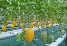 Pakar Greenhouse dan UPNVYK Bongkar Rahasia Melon Hidroponik Berkualitas Tinggi