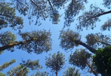 Hutan Pinus Mangunan, Pesona Wisata Alam di Bantul