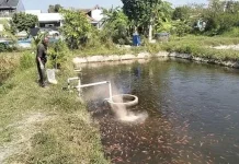 Diduga Tercemar Limbah, Ribuan Ikan Nila dan Bawal di Prambanan Klaten Mati