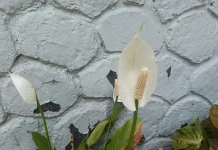 Fakta Unik Bunga Peace Lily, Tanaman Cantik yang Nyaman Diletakkan di dalam Ruangan