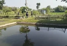 Banyak Ikan Mati di Tlogo Prambanan, Kualitas Air Kurang Memenuhi Baku Mutu