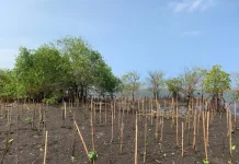 Kurangi Abrasi dan Selamatkan Lahan Pertanian: Konservasi Ekowisata Mangrove