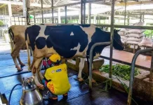 Pemkab Boyolali Bangun Showroom Susu, Promosikan Produksi Peternak Lokal