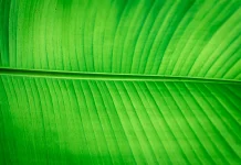 Daun Pisang Jadi Pilihan Alami Membungkus dan Mengolah Makanan