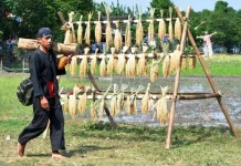 Petani Delanggu Gelar Festival Mbok Sri, Perayaan Budaya Hari Tani Nasional