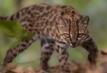 Spesies Baru Kucing Liar Pertama dalam 100 Tahun (Leopardus Tilcayo)