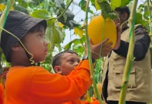 Dari Kebun Melon, Siswa TKII Al Abidin Belajar Berpikir Logis