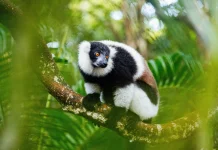 Kenalan dengan Indri, Lemur yang Bisa Bernyanyi