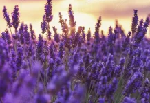 Benarkah Lavender Bisa Turunkan Tekanan Darah?