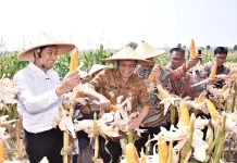 Gubernur Jateng Panen Raya Jagung di Desa Karanganyar Weru Sukoharjo