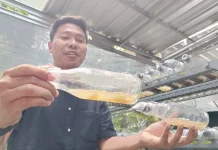 Bina Kemuning Orchid, UNS Sukses Tingkatkan Bisnis Bibit Anggrek Lokal