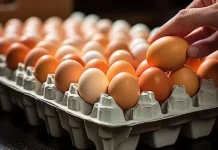 Ada Kutikula di Cangkang Telur, Jangan Sembarangan Mencucinya
