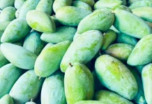 Mangga Kyojay, Mangga Jumbo yang Renyah dan Manis