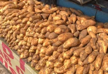 Ubi Cilembu, Si Madu dari Sumedang yang Tak Butuh Gula Tambahan
