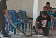 Edukasi Ular di Pagutan Wonogiri Berujung Temuan Piton