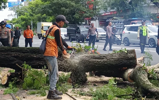 Pohon Asem di Jl Slamet Riyadi Mendadak Tumbang, Diduga Lapuk dimakan Usia