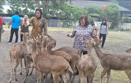 Wawali Solo Pastikan 31 Rusa Sriwedari Sehat, Siapkan Penataan serta Penangkaran
