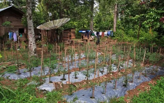 Pemanfaatan Pekarangan Jadi Kunci Ketahanan Pangan Keluarga