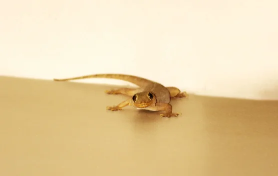 Fakta Dibalik Kotoran Cicak yang Jarang Diketahui