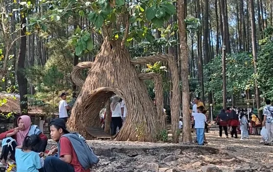 Pesona Hutan Pinus Pengger, Perpaduan Wisata Alam, Spot Foto, dan Outbound di Bantul