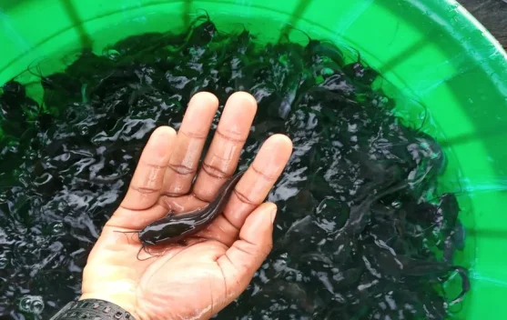 Budidaya Lele Kolam Terpal Jadi Solusi Usaha di Lahan Terbatas