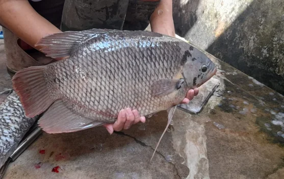 Gurame Kaya Protein, Baik untuk Membangun Jaringan Tubuh